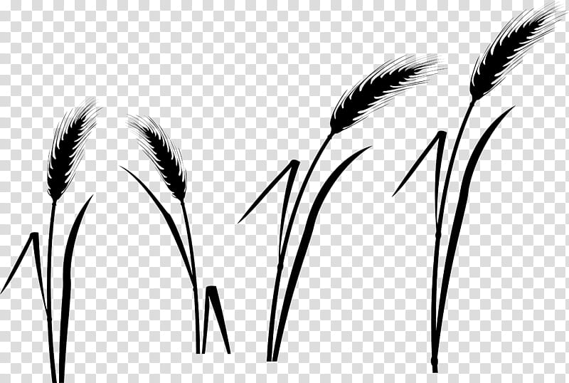 Grass, Grasses, Black White M, Eye, Commodity, Eyebrow, Grass Family, Plant transparent background PNG clipart