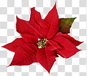 Poinsettia Flowers s, red poinsettia illustration transparent background PNG clipart