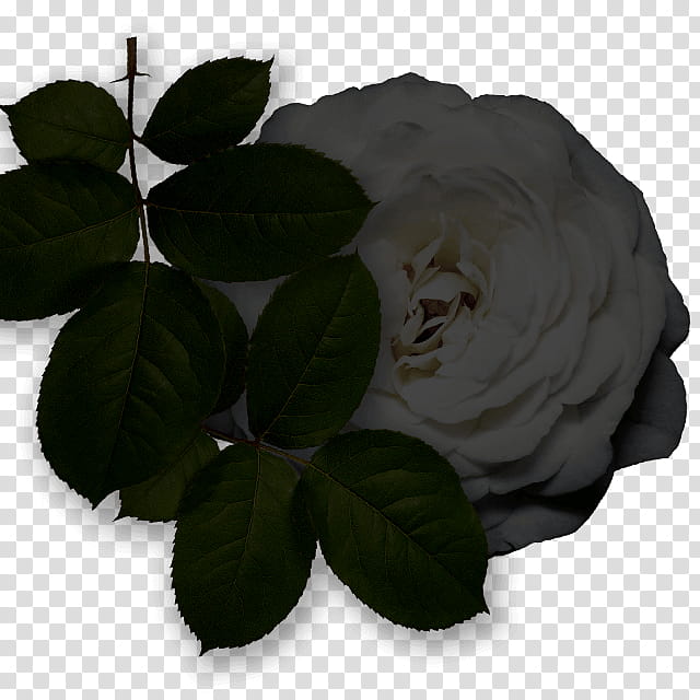 Basil Leaf, Garden Roses, Cabbage Rose, Plant, Flower, Petal, Tree, Impatiens transparent background PNG clipart