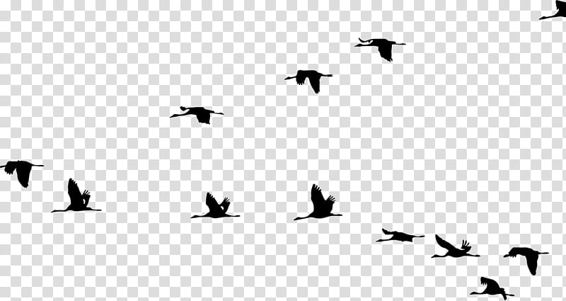 Crane Bird, Flight, Bird Flight, Silhouette, Heron, Stork, Owl, Animal transparent background PNG clipart
