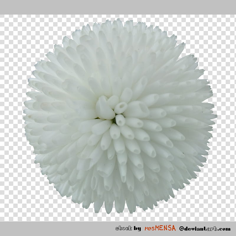 Bellis white transparent background PNG clipart