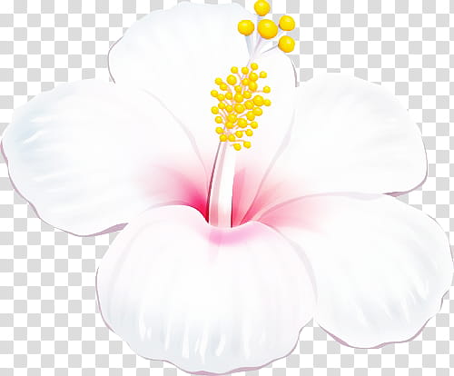 Tropical, white petaled flower transparent background PNG clipart