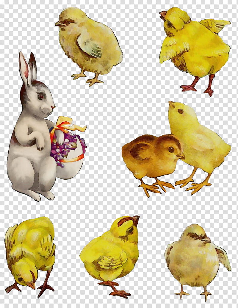 yellow animal figure bird atlantic canary chicken, Watercolor, Paint, Wet Ink transparent background PNG clipart