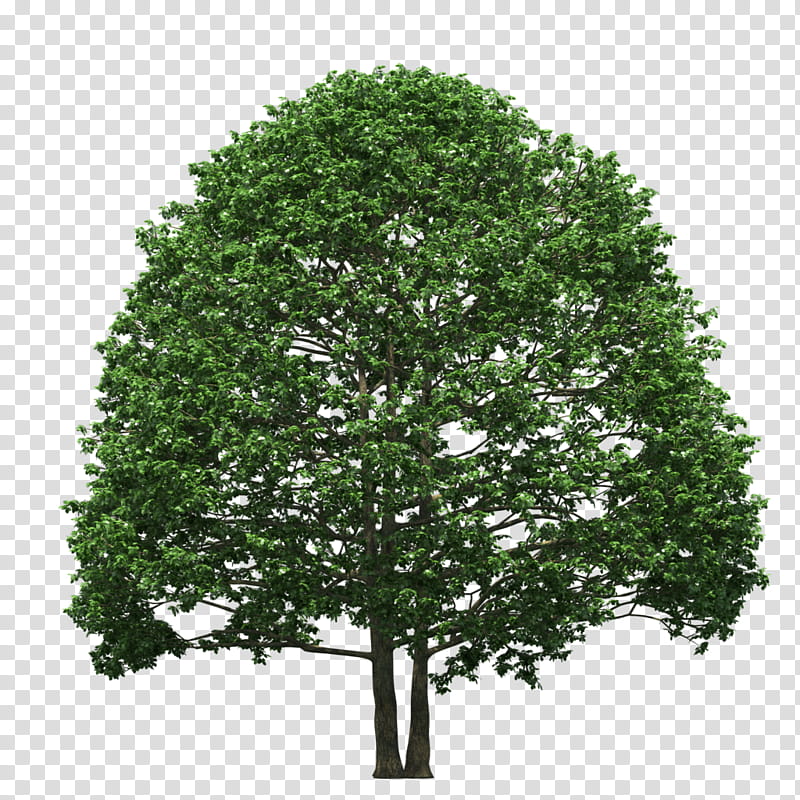 Oak Tree Leaf, Pine, Fir, Spruce, Conifers, Branch, Larch, Douglas Fir transparent background PNG clipart