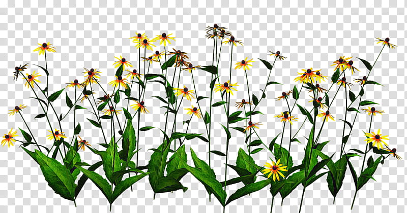 flower flowering plant plant wildflower plant stem, Grass, Pedicel, Chamomile, Sea Aster transparent background PNG clipart