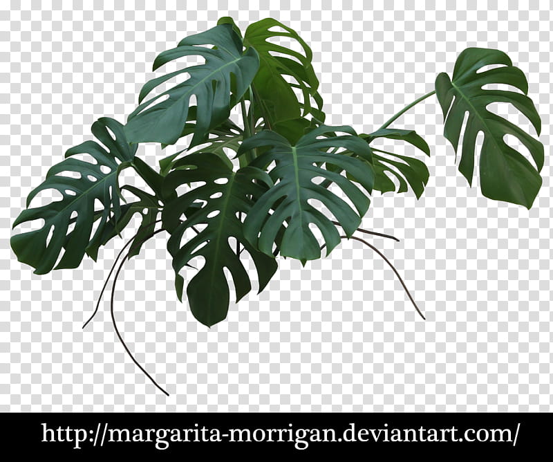 Monstera, green leafed plant transparent background PNG clipart