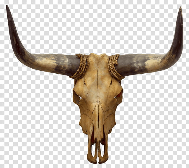 Skull, Cattle, Bull, Horn, Skeleton transparent background PNG clipart