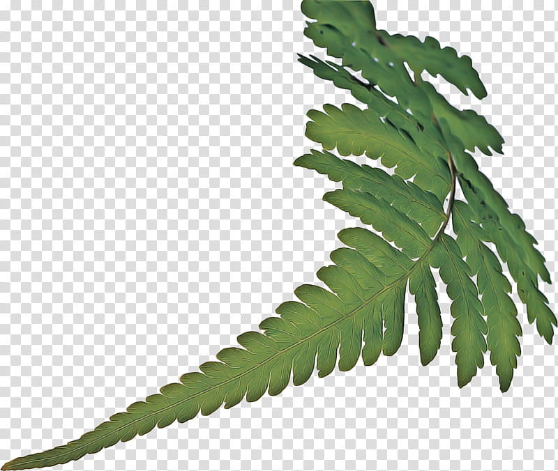 Flower Stem, Fern, Leaf, Vascular Plant, Plants, Plant Stem, Adiantum Capillusveneris, Tree Fern transparent background PNG clipart