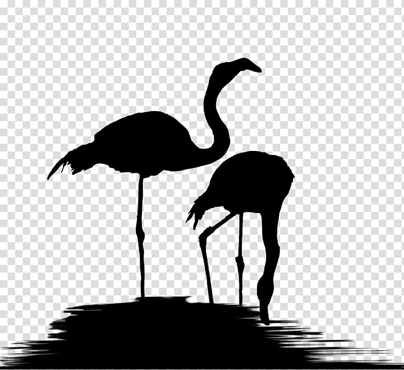 Flamingo Silhouette, Common Ostrich, Bird, Beak, Black White M, Water Bird, Neck, Wildlife transparent background PNG clipart