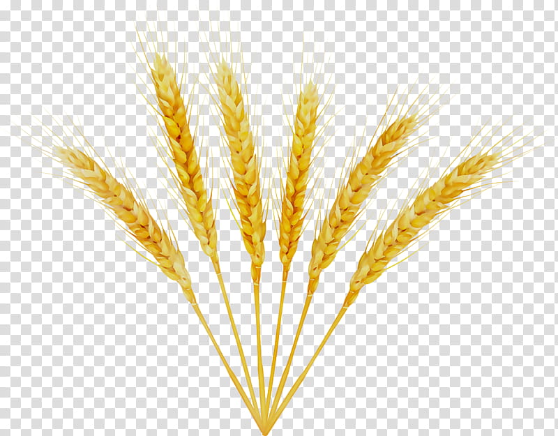 Wheat, Barley, Emmer, Einkorn Wheat, Cereal Germ, Semolina, Grain, Rye transparent background PNG clipart