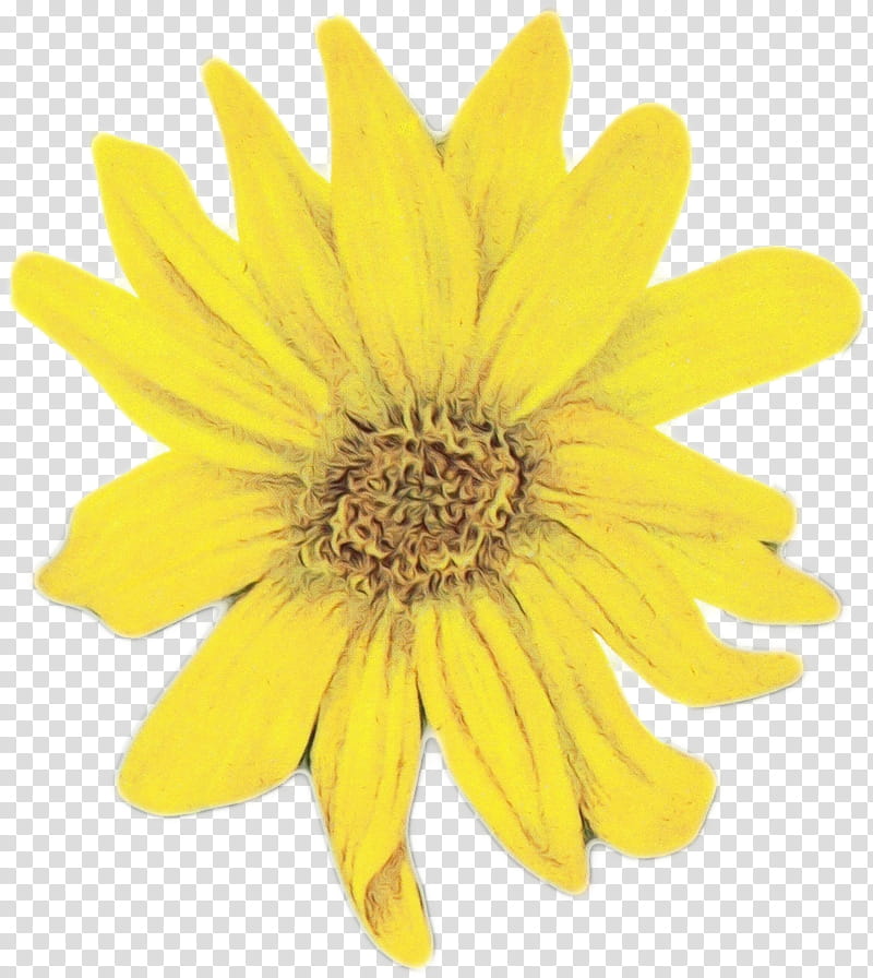 Sunflower, Watercolor, Paint, Wet Ink, Yellow, Petal, Plant, Euryops Pectinatus, Daisy Family, Gerbera transparent background PNG clipart