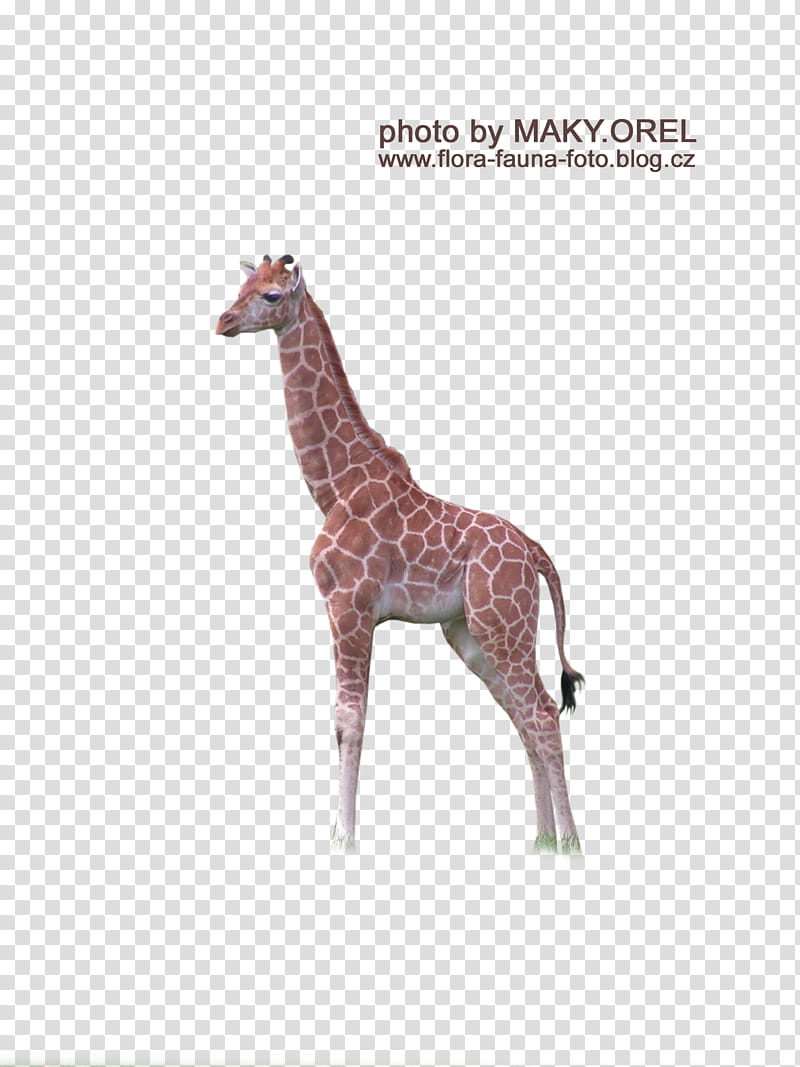 SET Giraffe baby, brown and gray giraffe illustration transparent background PNG clipart
