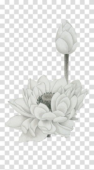 white cluster flower illustration transparent background PNG clipart thumbnail