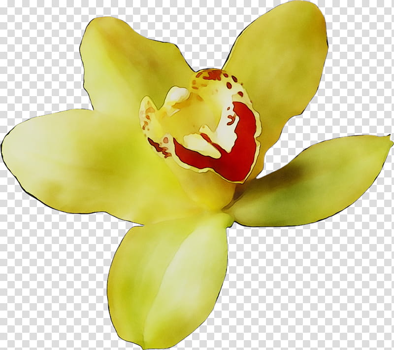 Flowers, Moth Orchids, Yellow, Cut Flowers, Petal, Plant, Terrestrial Plant, Cattleya transparent background PNG clipart