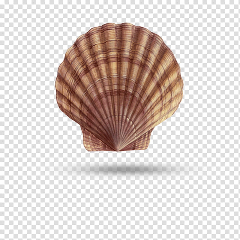Wedding Natural, Seashell, Clam, Studyblue, Ceremony, Scallops, Mollusca, Cockle transparent background PNG clipart