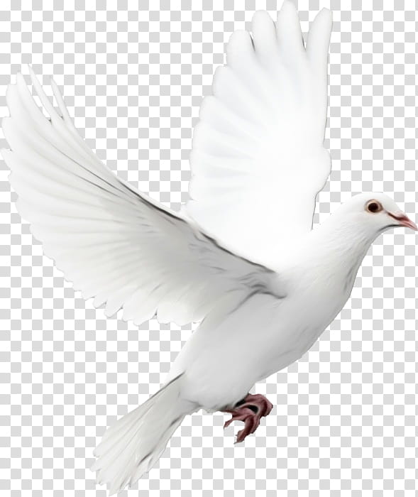 s, Pigeons And Doves, Bird, Homing Pigeon, Beak, Benny Hinn, White, Rock Dove transparent background PNG clipart