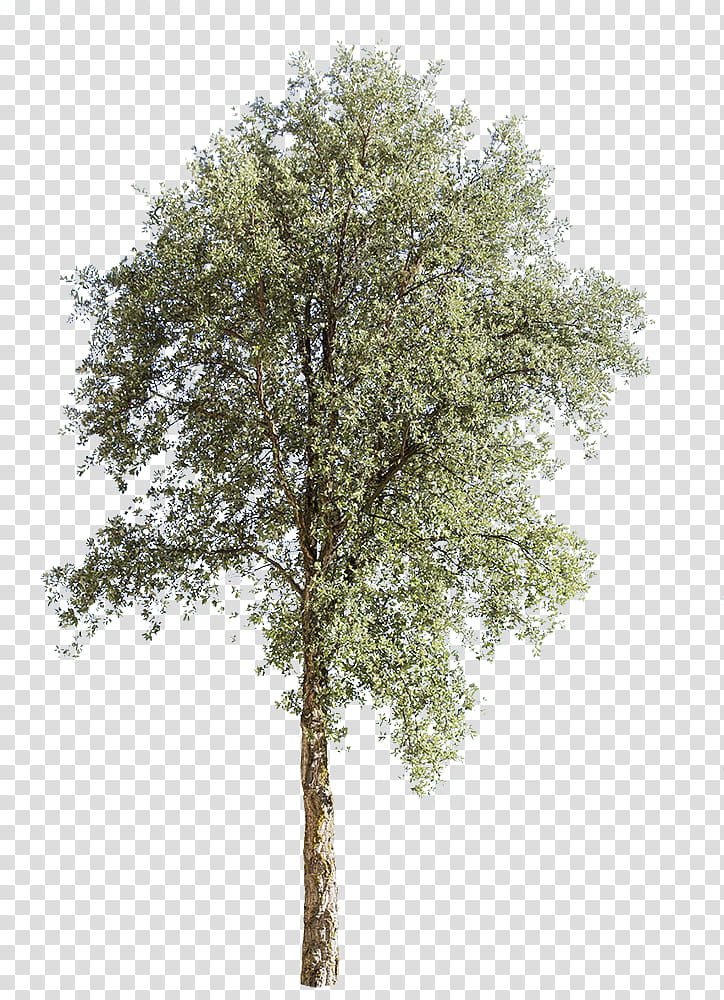 Family Tree, Quercus Suber, Landscape Architecture, Bark, Cork, Architectural Rendering, Plants, Black Locust transparent background PNG clipart
