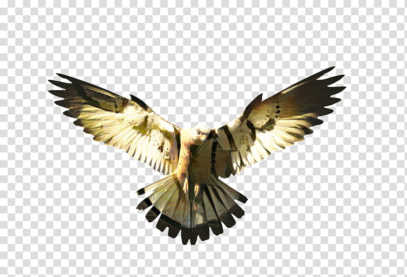 Eagle, Bird, Falcon, Hawk, 3D Computer Graphics, Wing Eagle, Buzzard, Beak transparent background PNG clipart