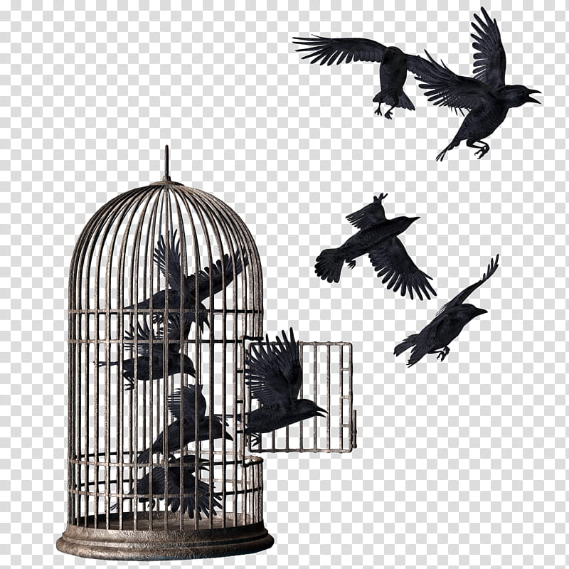 Crows Mega , flock of birds transparent background PNG clipart