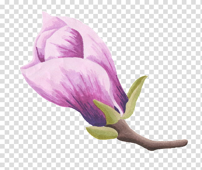 Purple Watercolor Flower, Watercolor Painting, Plant, Violet, Lilac, Petal, Magnolia Family, Bud transparent background PNG clipart