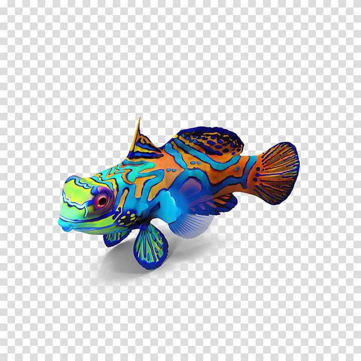 Graphic, Mandarinfish, Dragonet, Dog Toy transparent background PNG clipart