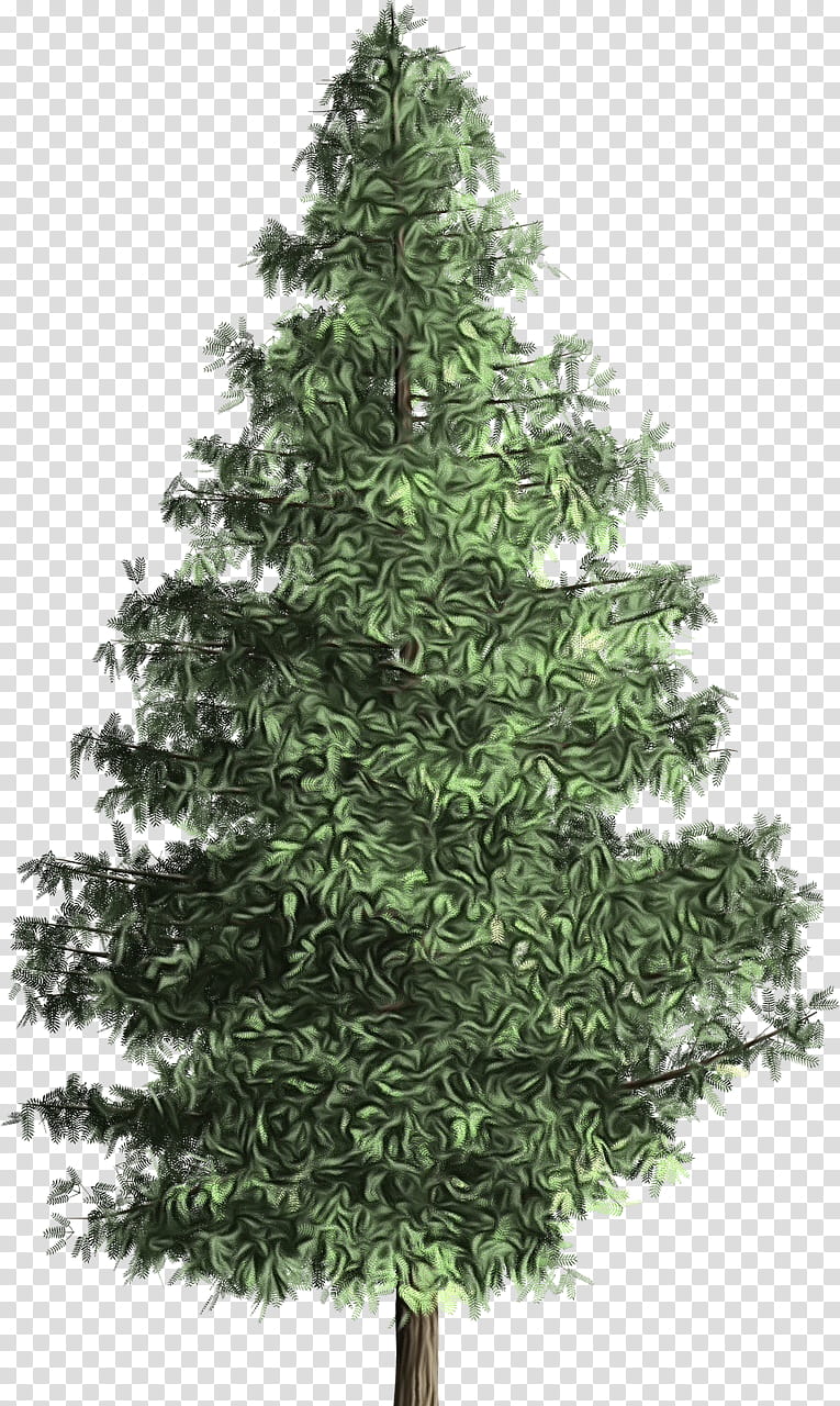 Black And White Flower, Tree, Pine, Christmas Tree, Spruce, Norway Spruce, Noble Fir, Evergreen transparent background PNG clipart