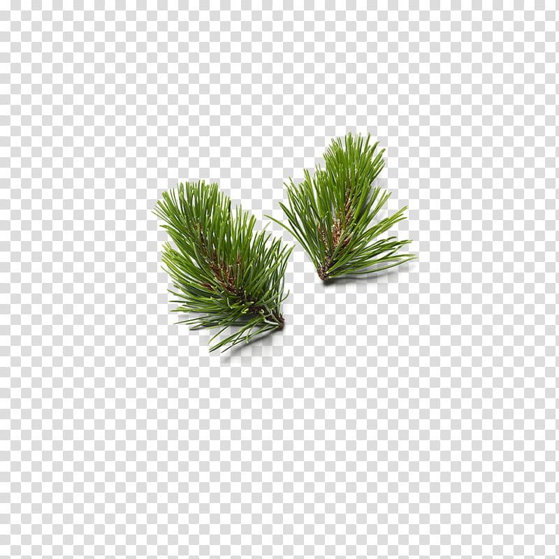 white pine lodgepole pine red pine shortstraw pine grass, Plant, Green, Tree, Jack Pine, Georgia Pine transparent background PNG clipart