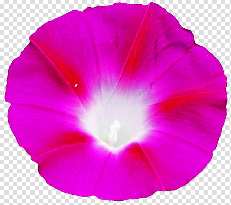 Pretty and Pink Morning Glory transparent background PNG clipart