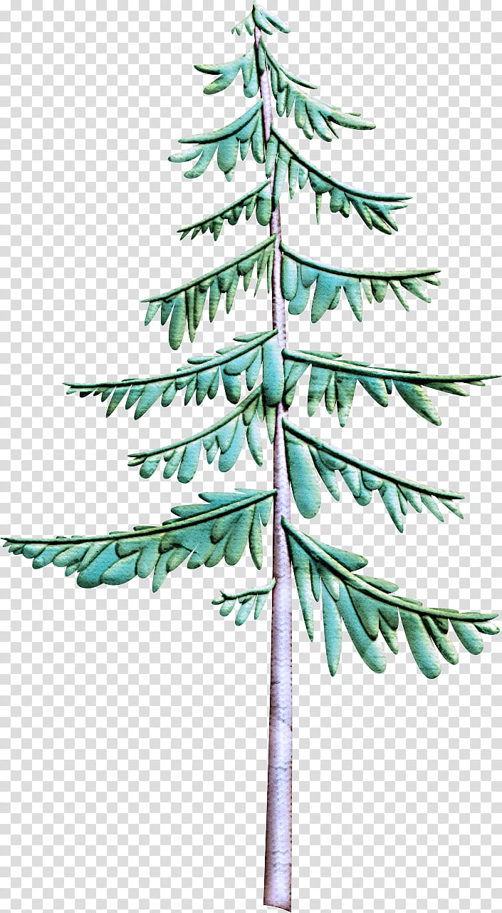 white pine tree yellow fir shortleaf black spruce colorado spruce, Oregon Pine, Plant, Jack Pine, Green transparent background PNG clipart