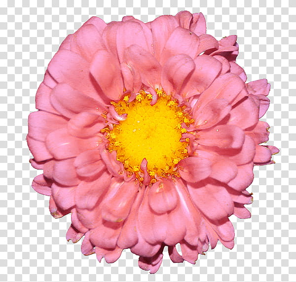 Flores, pink petaled flower close-up graphy transparent background PNG clipart