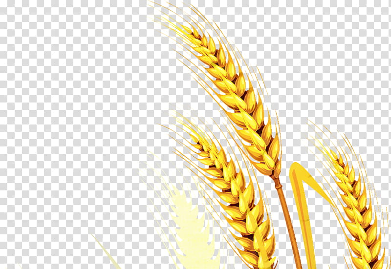 Web Banner, Bread, Whole Wheat Bread, Cereal, Pastry, Common Wheat, Food, Grain transparent background PNG clipart