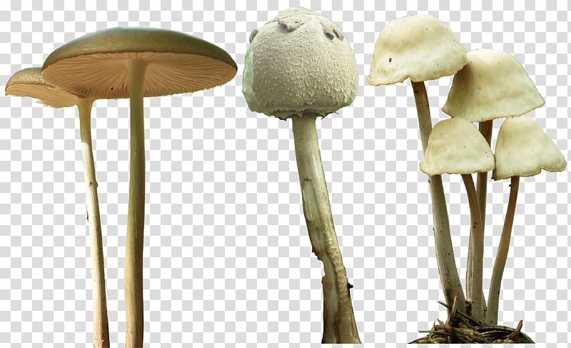 mushroom   , white and brown mushrooms transparent background PNG clipart