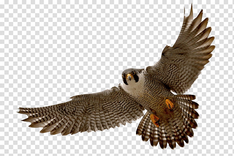 Eagle Bird, Falcon, Peregrine Falcon, Hawk, Falconiformes, Bird Of Prey, Prairie Falcon, Merlin transparent background PNG clipart