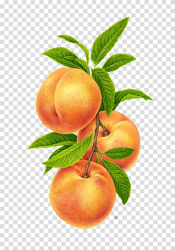 Three Peach Fruits Transparent Background Png Clipart Hiclipart