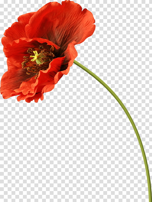 Drawing Of Family, Poppy, Common Poppy, Flower, Plant Stem, Plants, Remembrance Poppy, Petal transparent background PNG clipart