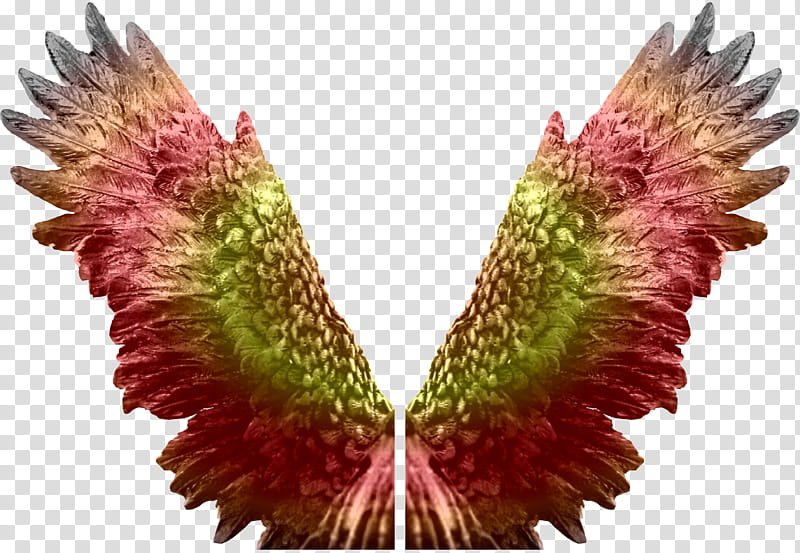 Eagle Angel Wings Zip , pink and green wings illustration transparent background PNG clipart