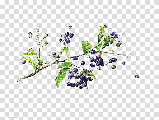 blue berries transparent background PNG clipart