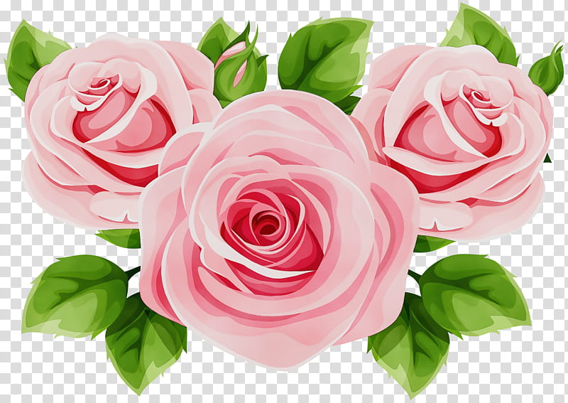 Garden roses, Watercolor, Paint, Wet Ink, Flower, Pink, White, Rose Family transparent background PNG clipart