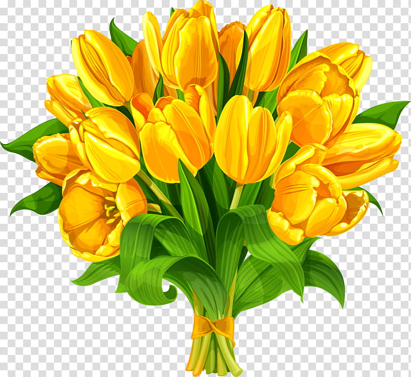 Flowers, Tulip, Indira Gandhi Memorial Tulip Garden, Yellow, Flower Bouquet, Floral Design, Artificial Flower, Tulip Festival transparent background PNG clipart