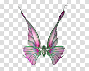 Wings Set 01 transparent background PNG clipart thumbnail