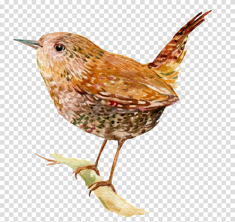 Watercolor, Wren, Bird, Carolina Wren, Watercolor Painting, Creative Work, Beak, Feather transparent background PNG clipart