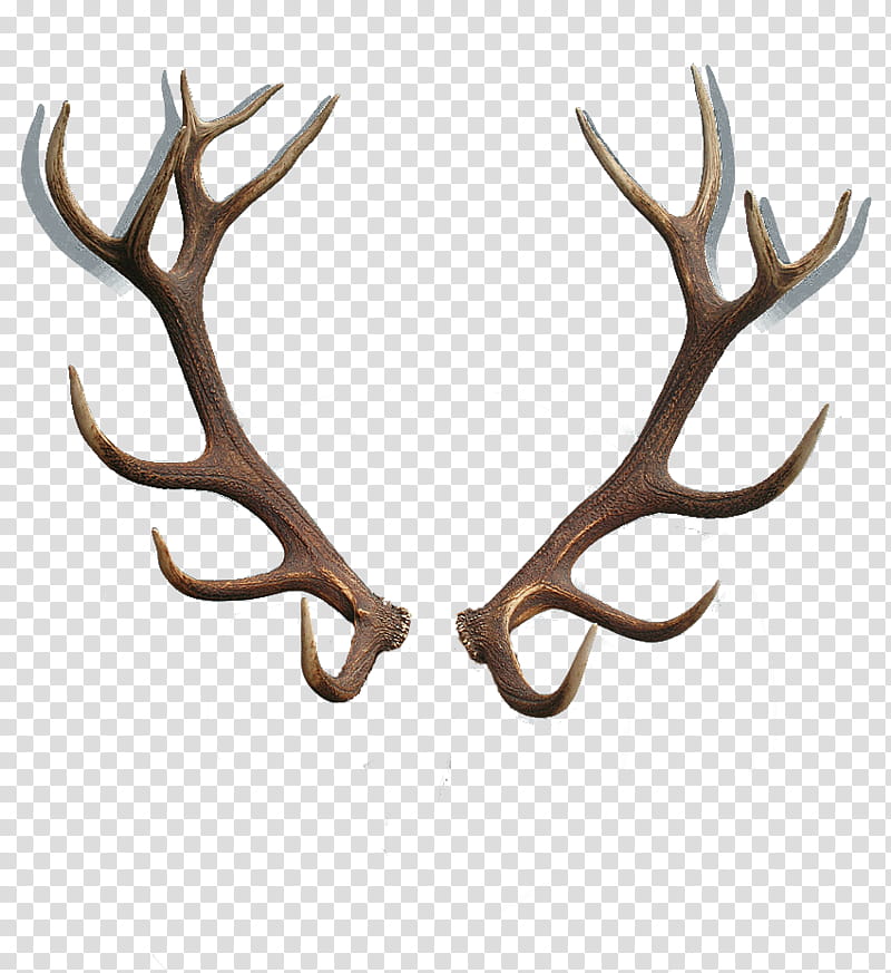 Reindeer, Moose, Red Deer, Antler, Horn, Elk, Natural Material transparent background PNG clipart