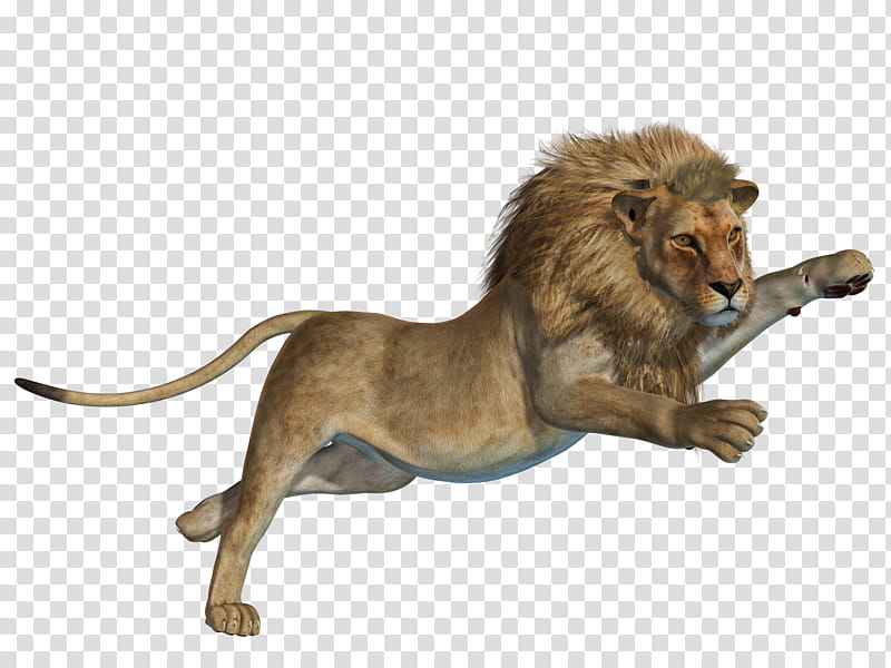 Lion , male lion transparent background PNG clipart