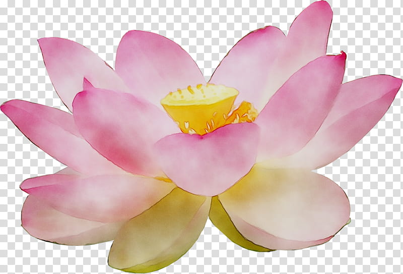 Pink Flower, Sacred Lotus, Pink M, Lotusm, Petal, Lotus Family, Aquatic Plant, Water Lily transparent background PNG clipart