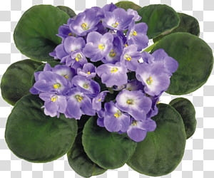 Violets set transparent background PNG clipart thumbnail