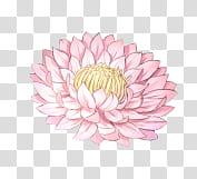 blooming pink lotus flower transparent background PNG clipart