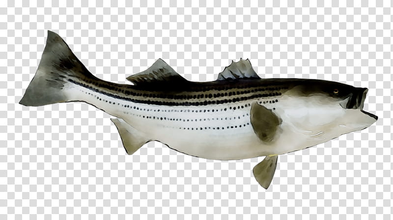 Fishing, Striped Bass, Largemouth Bass, Striped Bass Fishing, Hybrid Striped Bass, Smallmouth Bass, International Game Fish Association, White Bass transparent background PNG clipart