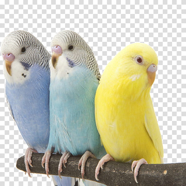 Dog And Cat, Budgerigar, Bird, Parrot, Cockatiel, Lovebird, Pet, Parakeet transparent background PNG clipart