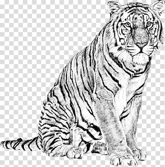 Tiger Drawing s, white and black tiger illustration transparent background PNG clipart