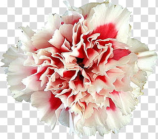 Carnation , Pink and White Flower transparent background PNG clipart